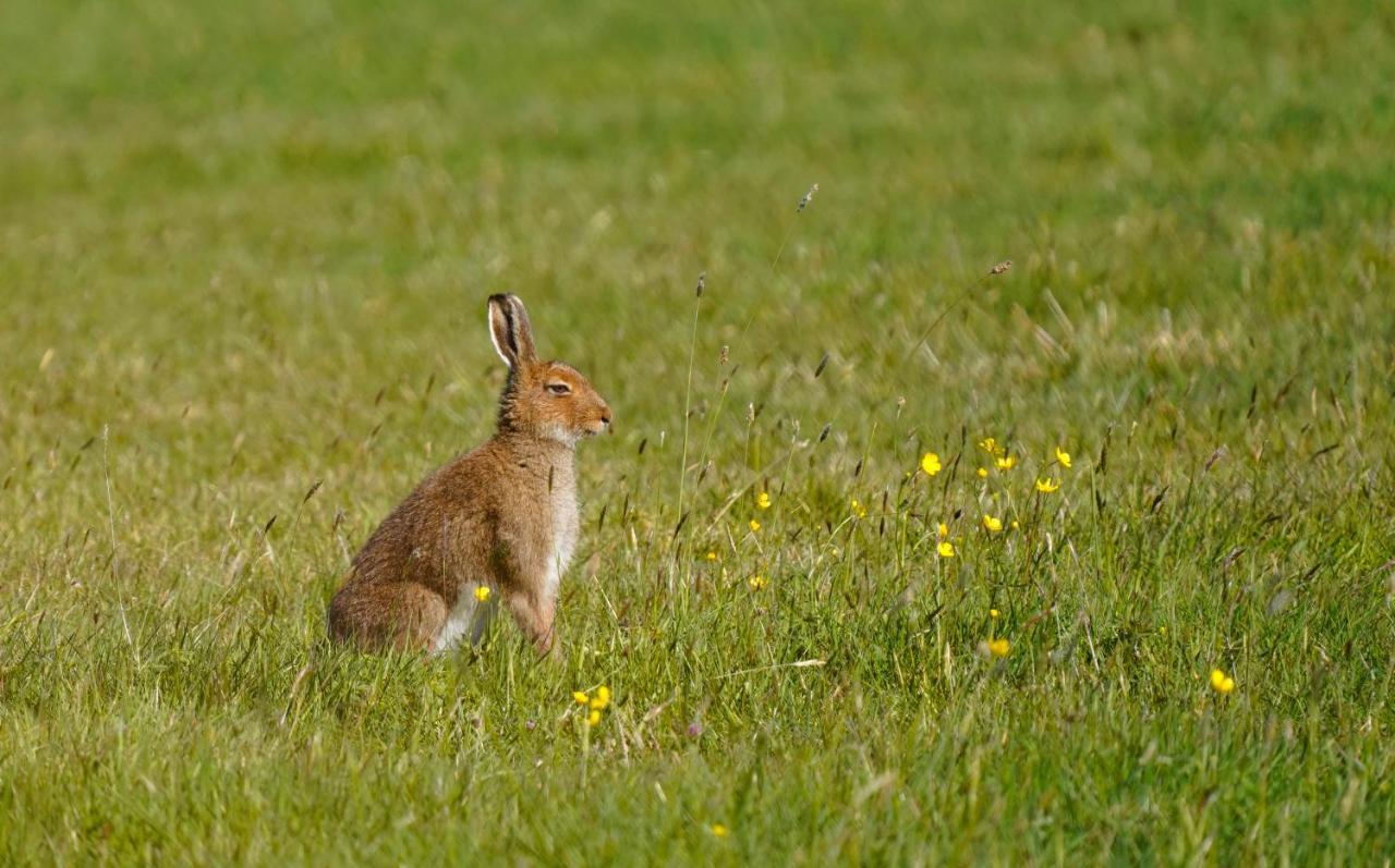 Meadow Belmullet