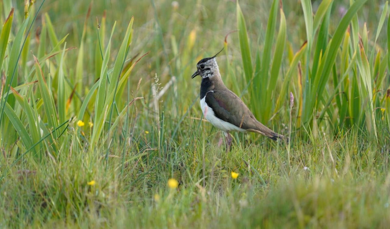 Meadow Ferienhaus Belmullet