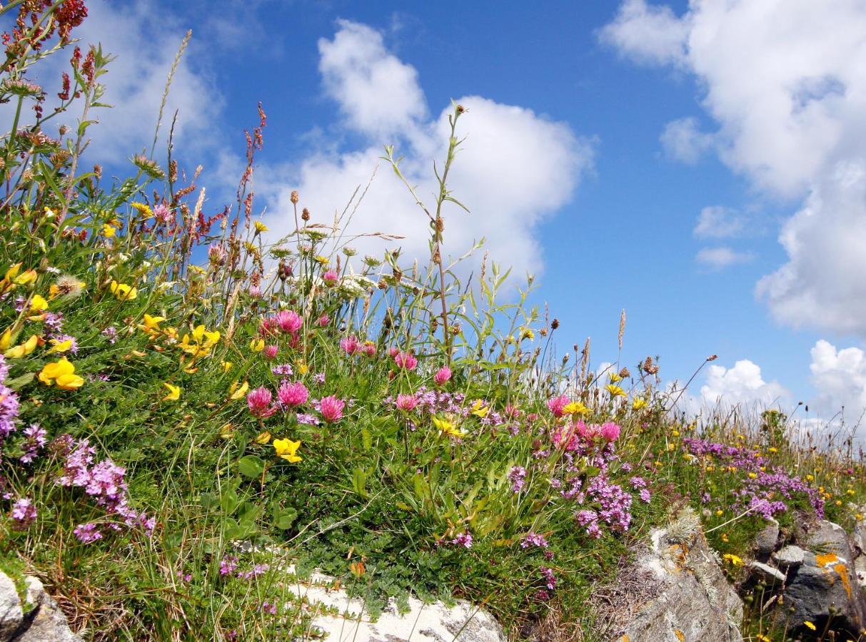 Ferienhaus Meadow *